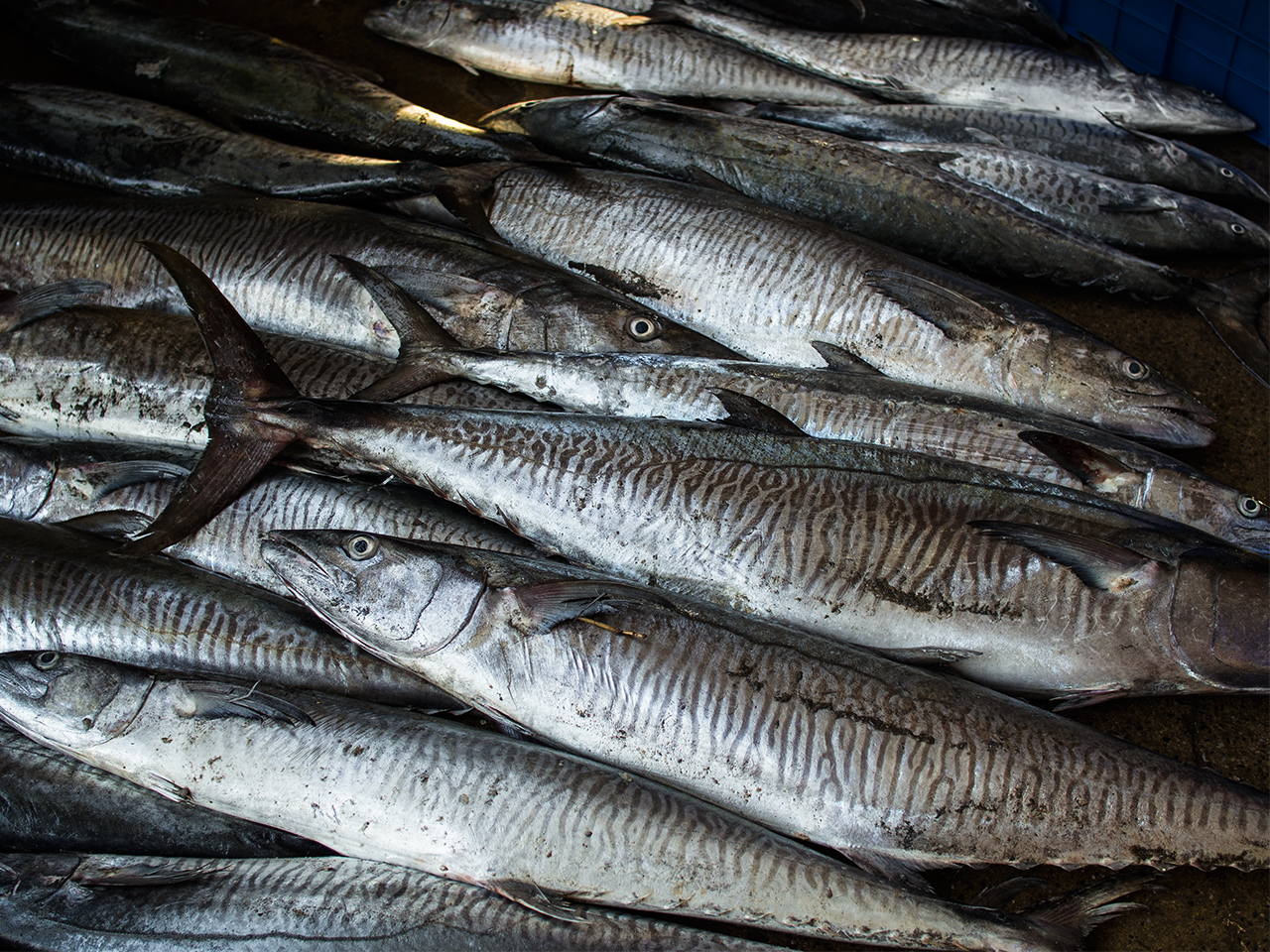 fish_market_sri_lanka4