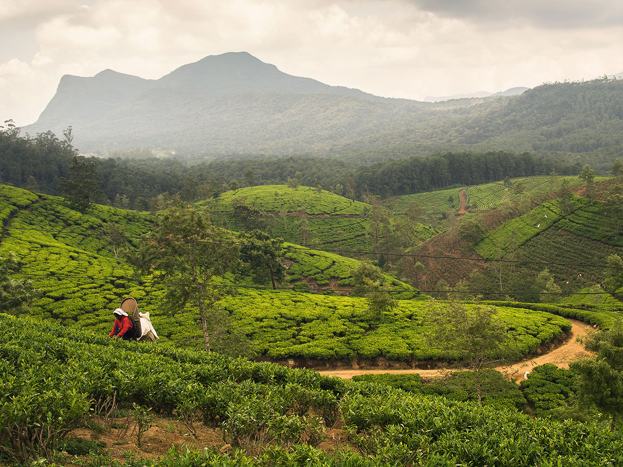 Sri Lanka Tea Plantage