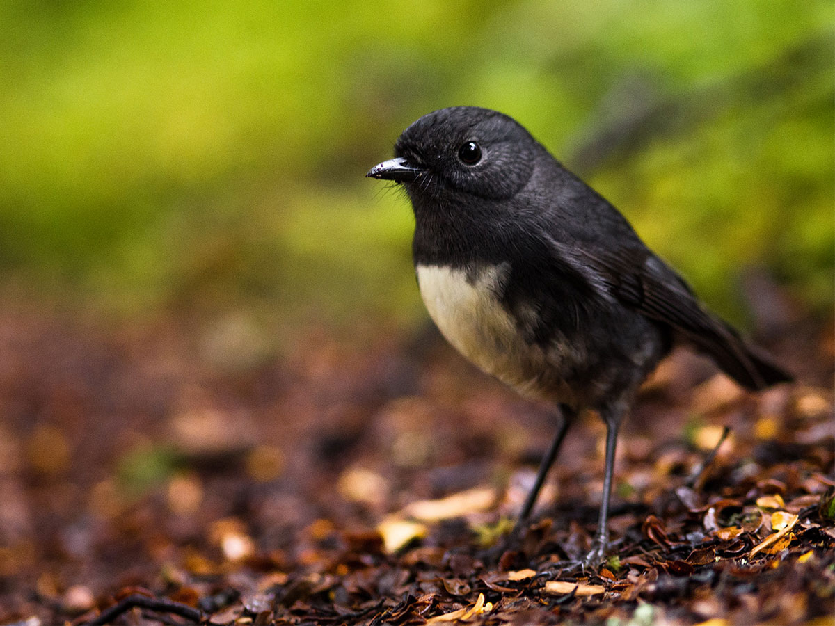 new-zealand-black-robin-bird