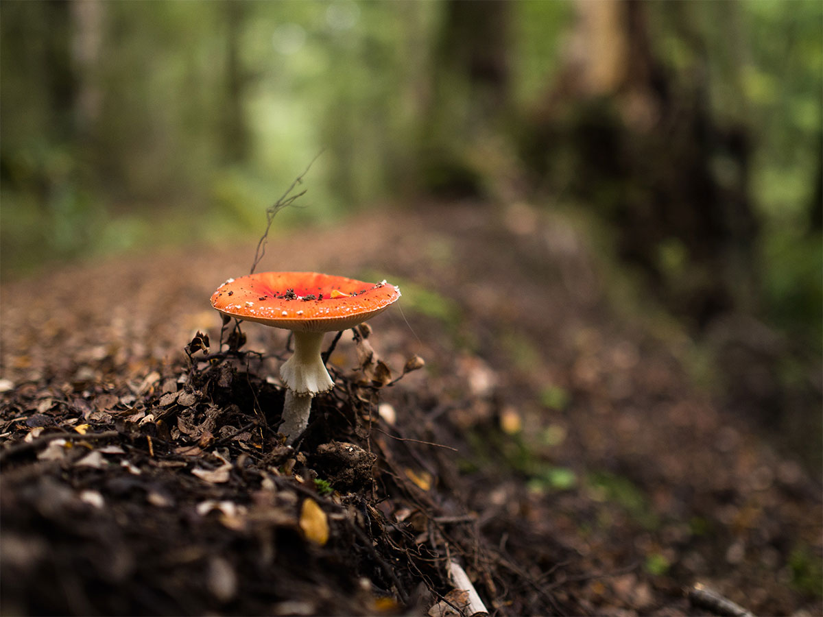 new-zealand-rainforest-mushroom-kepler-track
